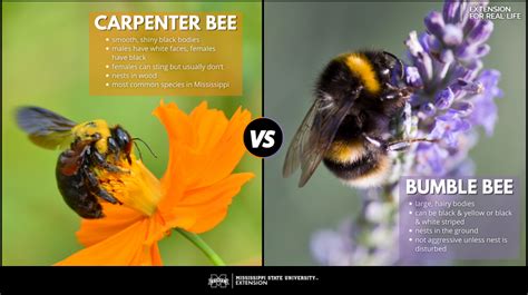 Whats The Difference In Carpenter Bees And Bumble Bees Mississippi