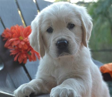 These are half english cream and half american red puppies! English Cream Golden Retriever | Retriever puppy, Puppies ...