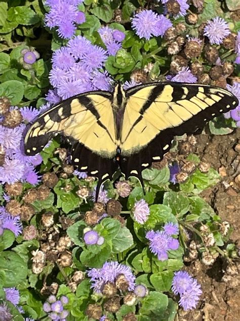 Eastern Tiger Swallowtail Papilio Glaucus Linnaeus In Plants