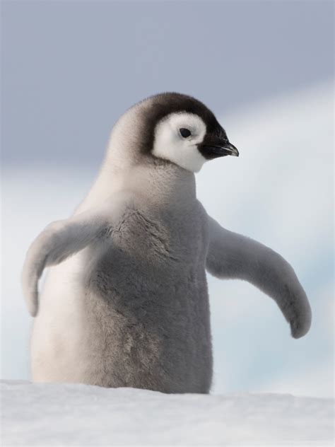 Free Download Baby Penguin Antarctica 4k Hd Desktop Wallpaper For 4k