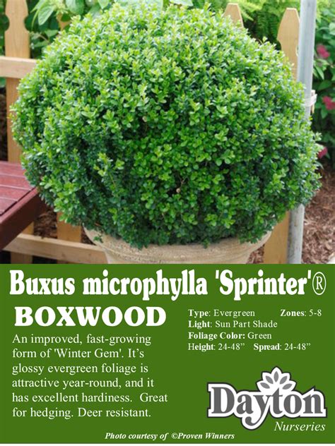 Green Foliage 1 Gal Buxus Live Evergreen Shrub Sprinter Boxwood
