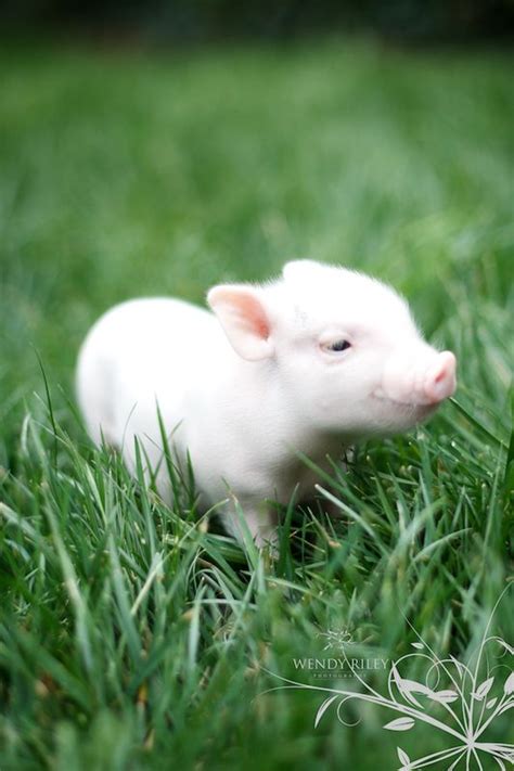Baby Pot Belly Pig Pet Pigs Pot Belly Pigs Cute Baby Animals