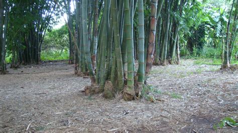 Bamboo Burmese Clumps Grass Weeds Burmese Grasses Bamboo Growing