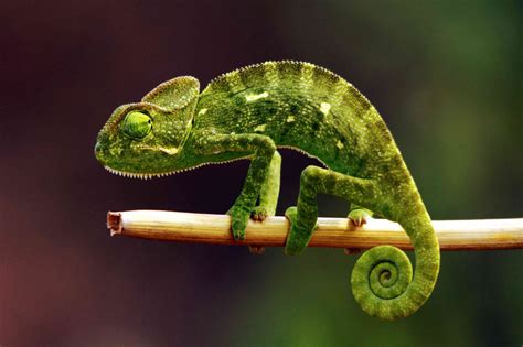 Koliko Znate O Kameleonima