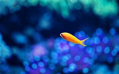 Underwater Fish Animals Desktop Water Sea Wallpapers