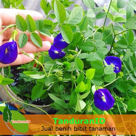 Bunga telang called in english is butterfly pea flower or blue pea flower,bunga telang uses in malaysian famous nyonya cook as nyonya kuih,pulut inti,pulut tatai,nyonya chang,blue rice nasi lemak,nyonya dumpling and nasi kerabu.other than that we highly recommend baker use blue pea. Tanaman Hias Bunga Telang ( teleng ) | Shopee Indonesia