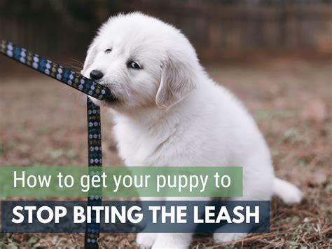 How To Train Your Puppy To Stop Biting The Leash 3 Lost Dogs