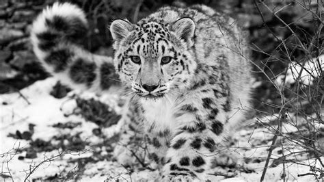 Cute Snow Leopard Image Black White Leopard Pic 11540