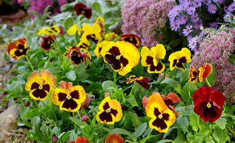 How To Grow Pansies Garden Gate