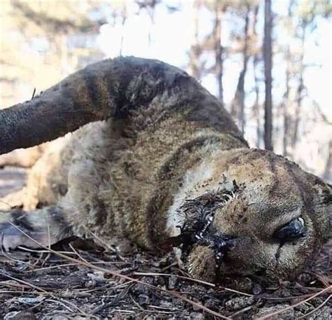 Nel cuore dell'#amazzonia vivono circa 100 tribù indigene che non hanno mai avuto contatti con il resto della civiltà. Incendi in Amazzonia: in Bolivia sono morti oltre due ...