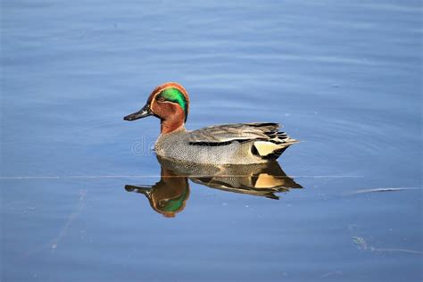 Male Teal Duck Anas Crecca Stock Image Image Of Plumage 24069629