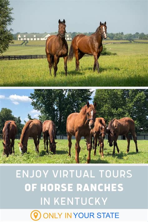 Visit Famous Horse Farms In Kentucky On These Virtual Tours Of Horse
