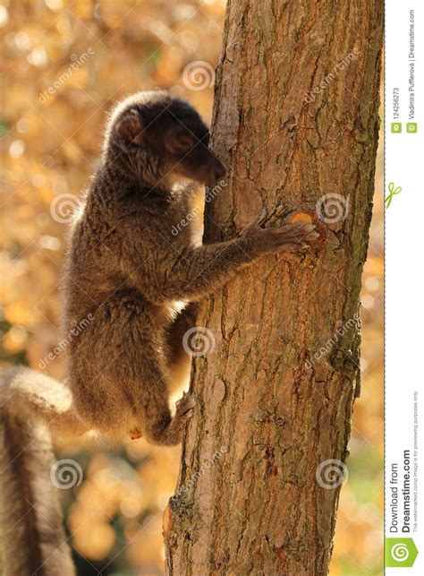 Fauna Of Madagascar A Female Of White Headed Lemur Eulemur Albifrons