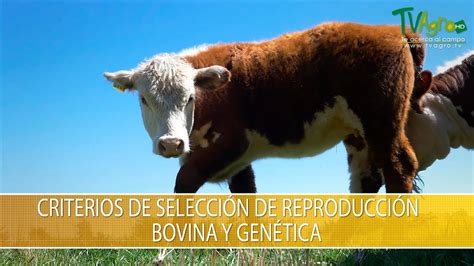 Criterios De Seleccion De Reproducción Bovina Y Genetica Tvagro Por