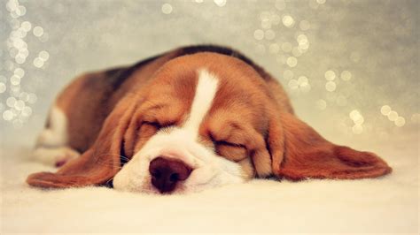 Wallpaper Puppy Basset Hound Dog Sleeping Animal 1920x1080