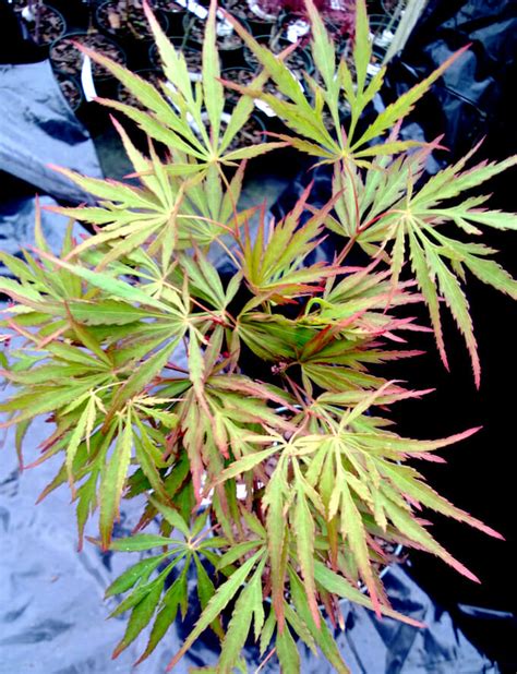 Acer Autumn Fire Japanese Maple 13 Pot Hello Hello Plants