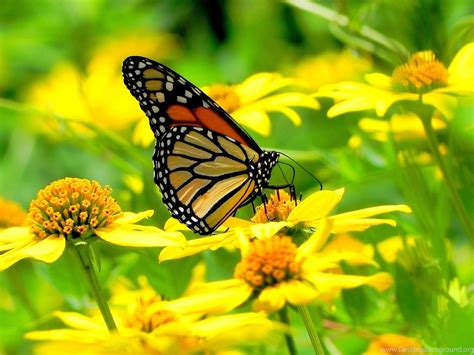 Monarch Butterfly Flowers Online Wallpapers Hd Desktop