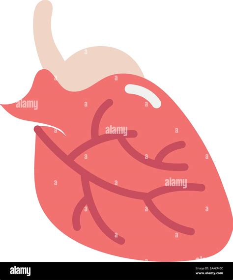 Human Heart Model Internal Stock Vector Images Alamy