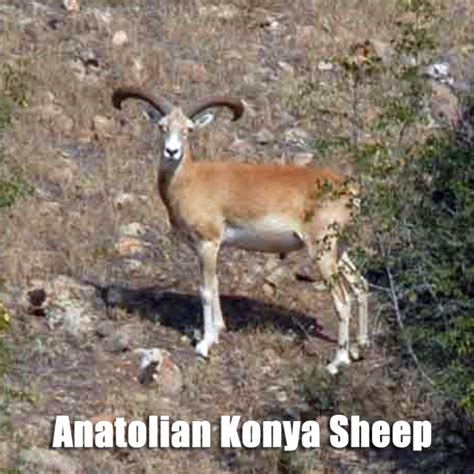 Anatolian Konya Sheep Kackar Hunting Safari