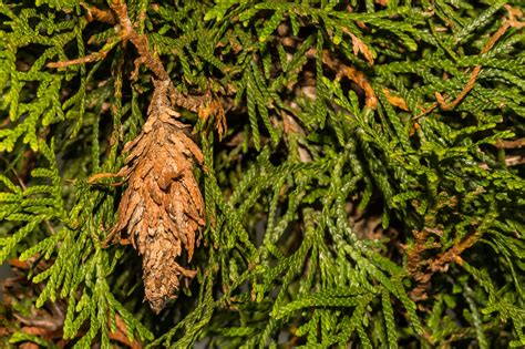 Evergreen Bagworms Thyridopteryx Ephemeraeformis Hansens Tree Service