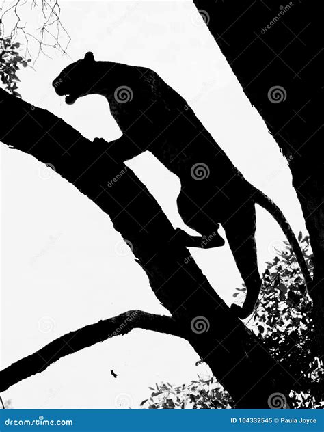 Silhouette Of An African Leopard Climbing A Tree In South Luangwa Stock