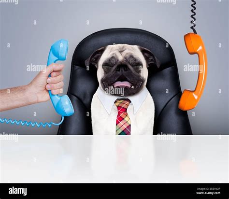 Office Worker Boss Dog Stock Photo Alamy