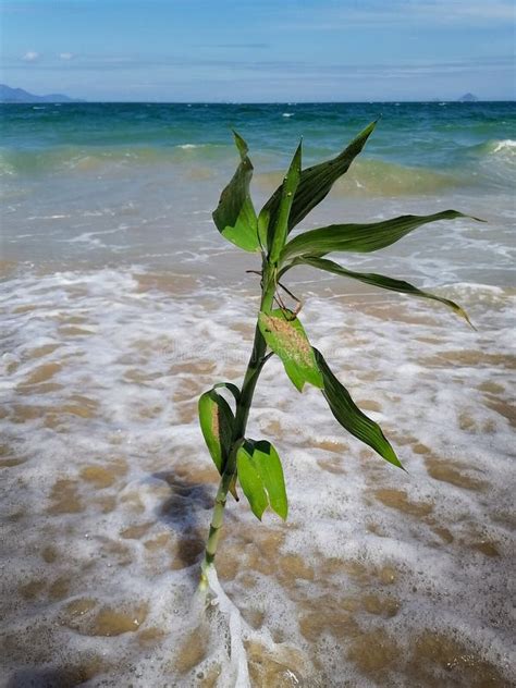 Stick A Spikelet Of Grass In The Sand On The Seashore Stock Photo