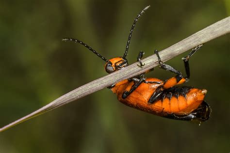 2073 Common Red Soldier Beetle Rhagonycha Fulva Feathers In Focus