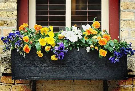 Choose Flowers For Window Boxes Olgardenme