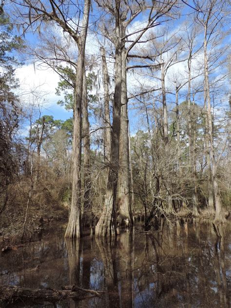 7 4) bastrop state park, bastrop. Craig and Sel's Year in the United States of America ...