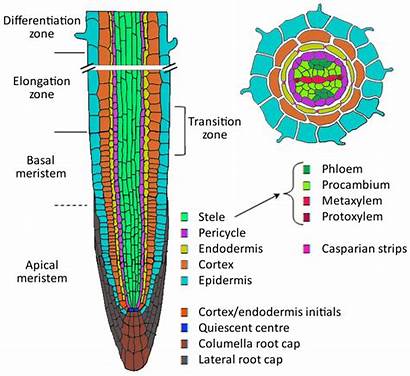 Root Arabidopsis Development Section Longitudinal Apical Cell