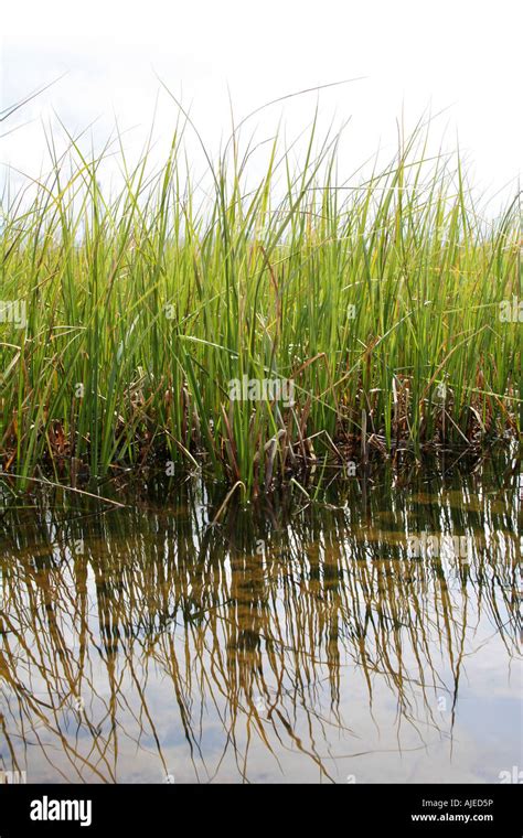 Green Marsh Reeds In Water Reflections Of Reeds In Water Set Against A