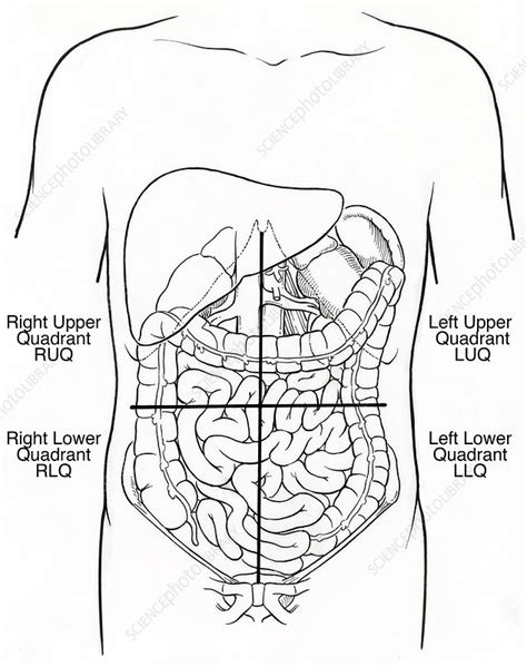 Anatomy of the stomach area. Illustration of Abdominal Quadrants - Stock Image - C017 ...