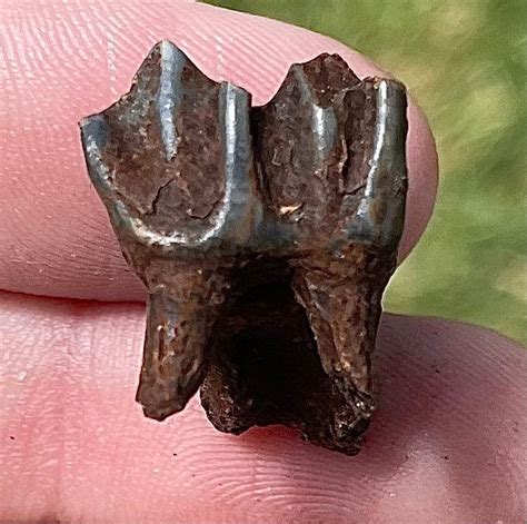 Florida Fossil Deer Tooth Pleistocene Mammoth Age Mammal Etsy