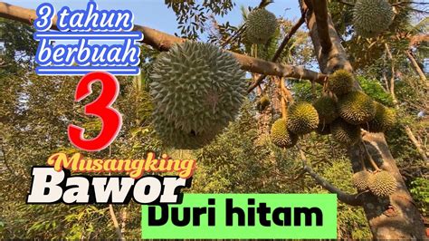 Sulit Di Percaya Tapi Ini Nyata Durian Tahun Berbuah Lebat Petani