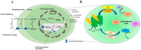 Sustainability Free Full Text Role Of Microalgae In Global Co2