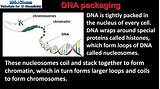 Images of Dna Packaging