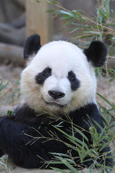 2014 01 16 Zoo Atlanta Xi Lan 026 Cute Panda Drawing Panda Bear