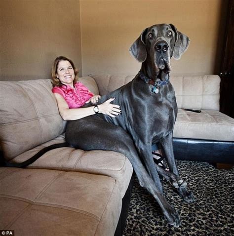 Giant George A Great Dane That Holds The Guiness World Record For