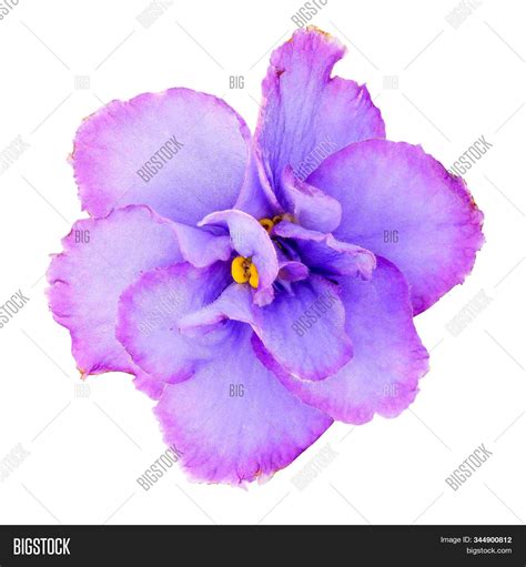 Saintpaulia Violet Image And Photo Free Trial Bigstock