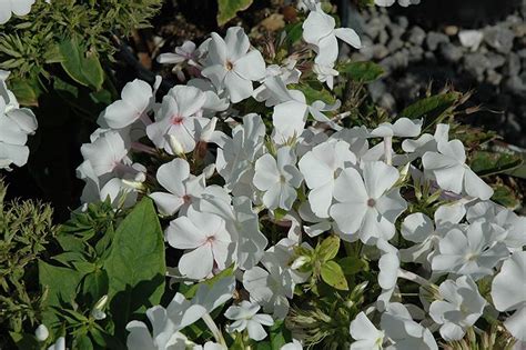Flame® White Garden Phlox Phlox Paniculata White Flame At Gertens