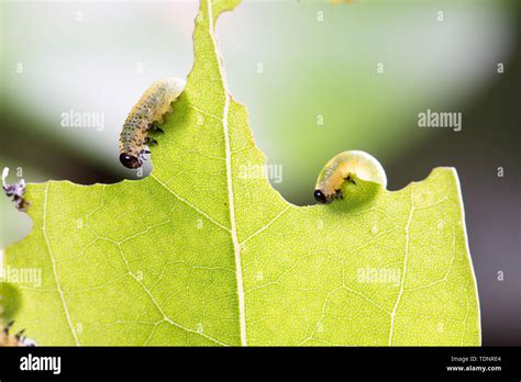 Green Worms Eat Leaves Stock Photo Alamy