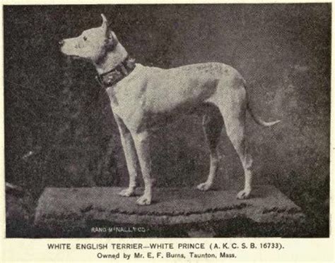 Your Bull Terriers Amazing Extinct Ancestor The English White Terrier