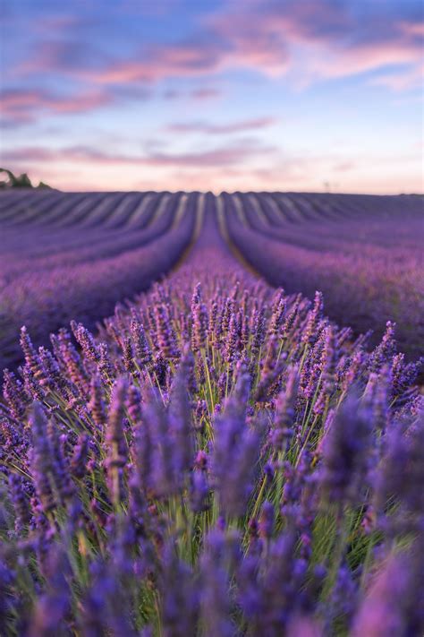 Lavender Fields The Best Of Provence Пейзажи Фоновые рисунки