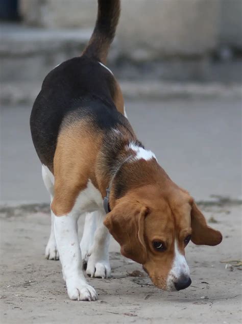 Jack Russell Vs Beagle A Detailed Comparison Of Both Dog Breeds