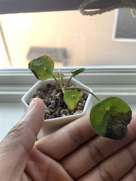 My Pilea Peperomioides Leaves Are All Slowly Turning Black Toronto Master Gardeners