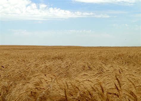 Kansas Wheat Fields Wheat Harvest Pawnee County Kansas