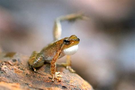 Why The Dancing Frog May No Longer Be Able To Shake A Leg