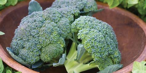 Growing Broccoli Planting At Home