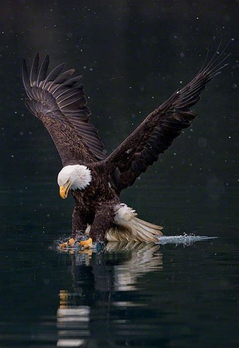 Predators And Preys Bald Eagle Eagle Pictures Eagle Images